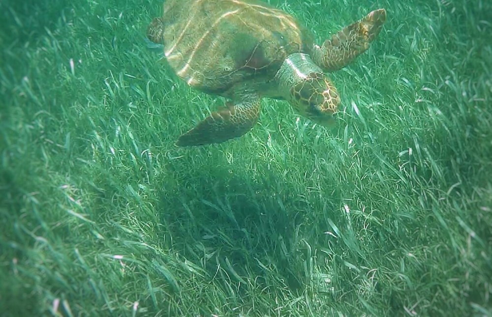 screenshot_2018-08-28-16-36-48-021